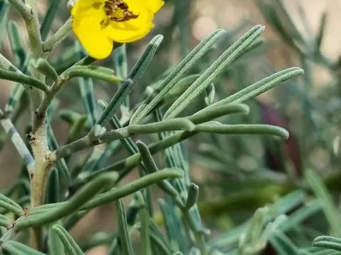 Cassia nemophila
