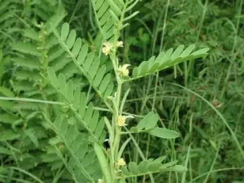 Cassia nigricans