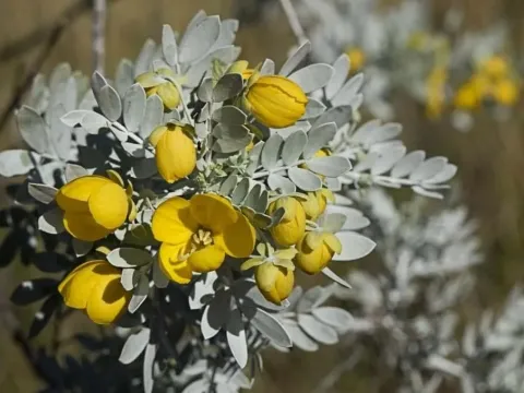 Cassia obtusa