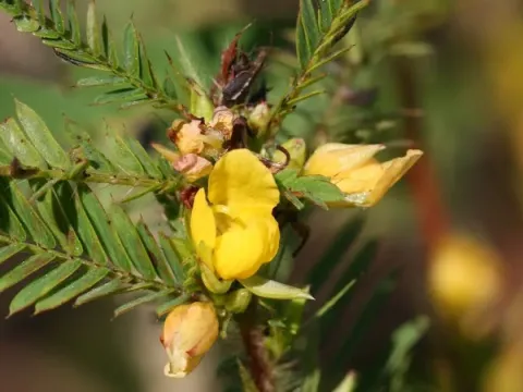 Cassia patellaria