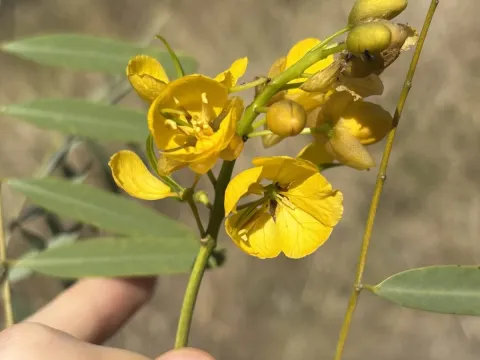 Cassia pleurocarpa