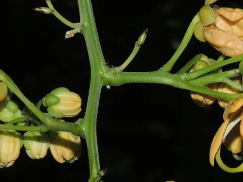 Senna quinqueangulata