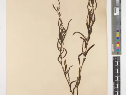 Cassia quarrei