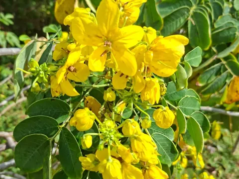 Scrambled egg bush