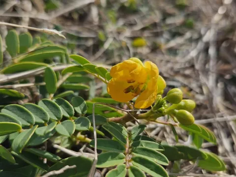 Senna sophera