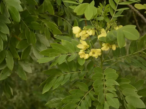 Senna sulfurea