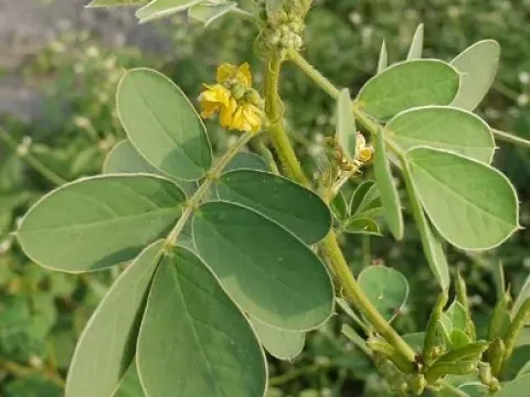 Cassia uniflora