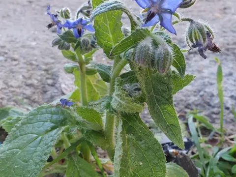 Borage
