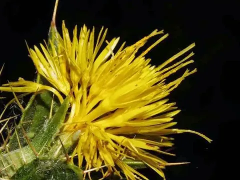 Carthamus oxyacantha