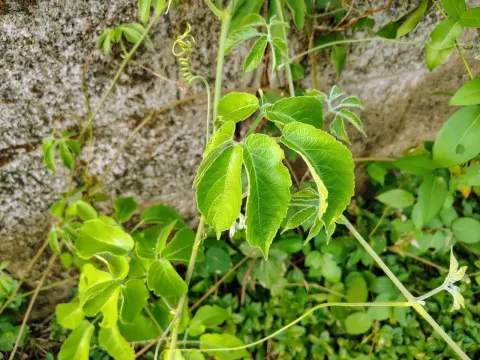 Cayratia