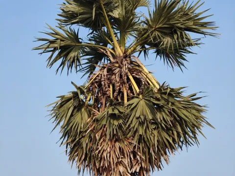 Borassus