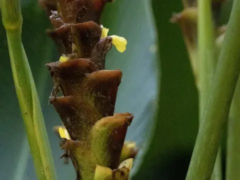 Calathea