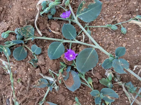 Corbichonia