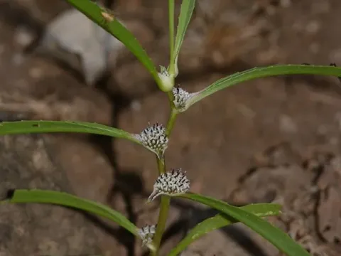 Цезулія