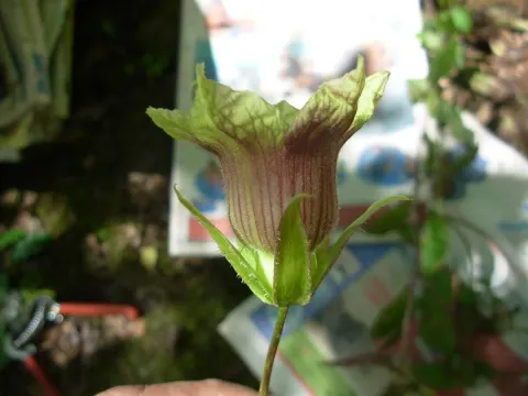 Cobaea lutea