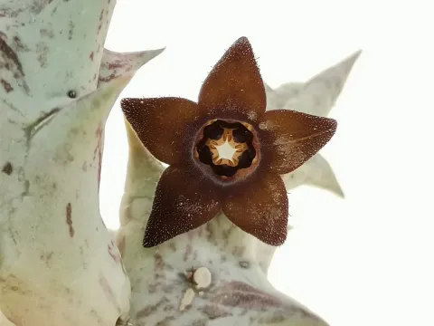 Caralluma