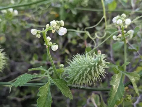 Cyclanthera