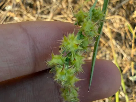 Cenchrus humilis
