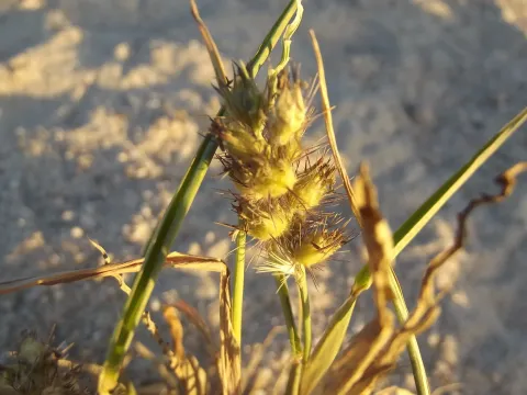 Cenchrus inflexus