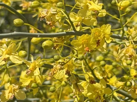 Blue palo verde