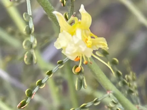 Foothill palo verde