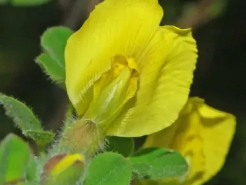 Hairy broom