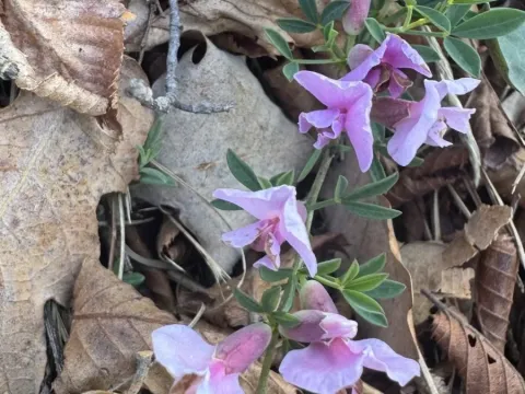 Purple broom