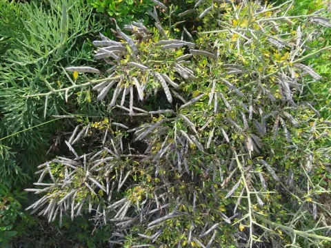 Spiny broom