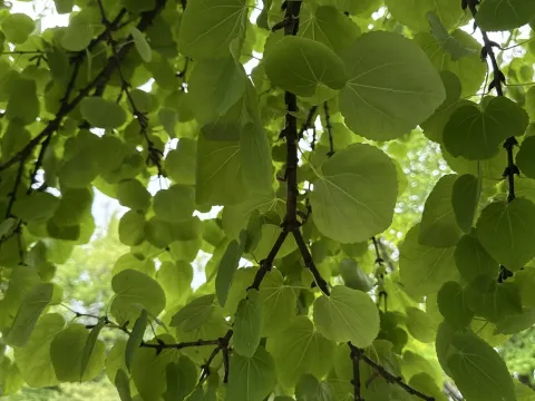 Katsura tree