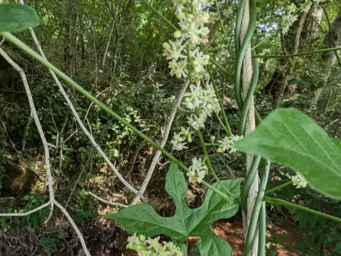 Calycocarpum
