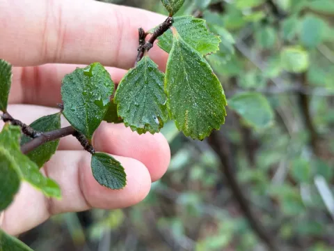Cercocarpus