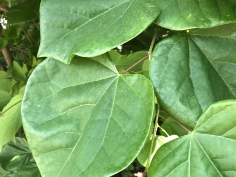 Cercis chinensis