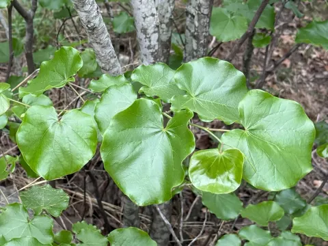 Oklahoma redbud