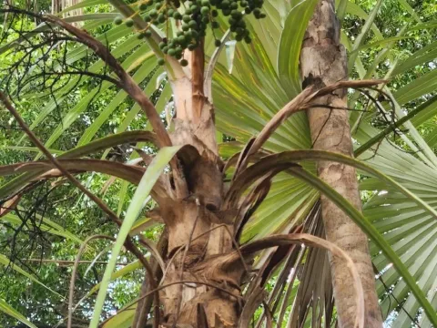 Coccothrinax