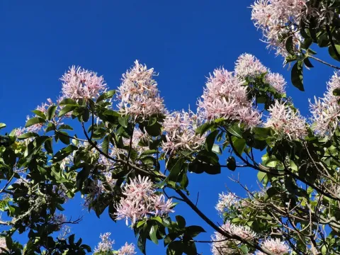 Calodendrum