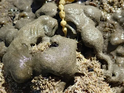 Cladophora