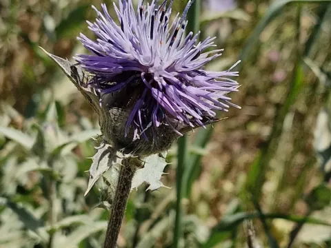Blue safflower