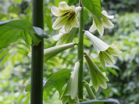 Cardiocrinum