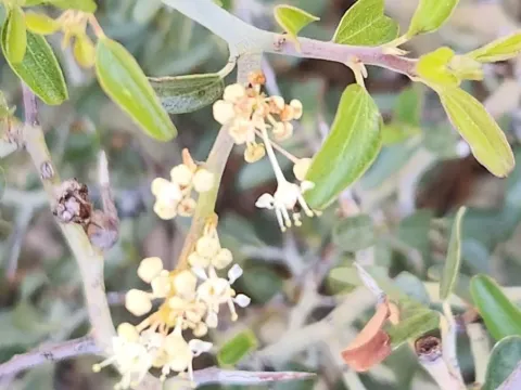 Цеанотус сердцелистный