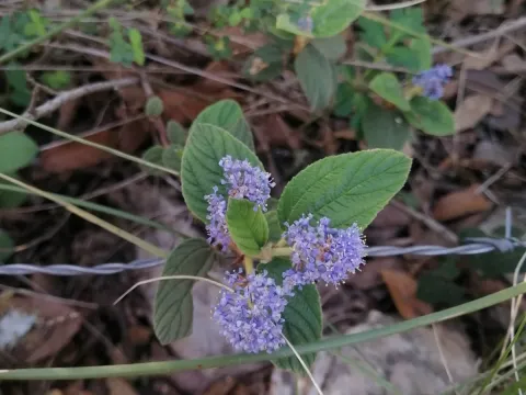 Цеанотус блакитний
