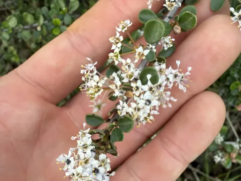 Wedgeleaf ceanothus