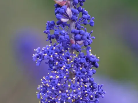 Ceanothus cyaneus