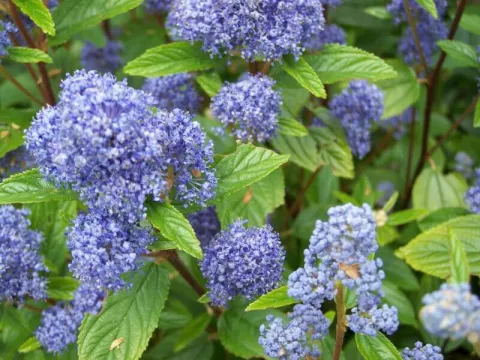 Ceanothus delilianus