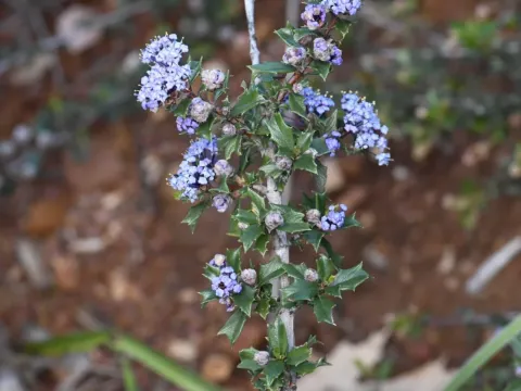 Ceanothus divergens