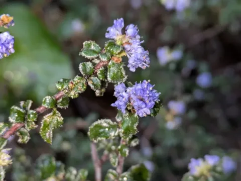 Wavyleaf ceanothus