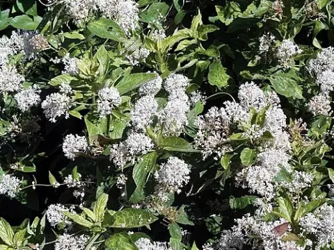 Mendocino ceanothus