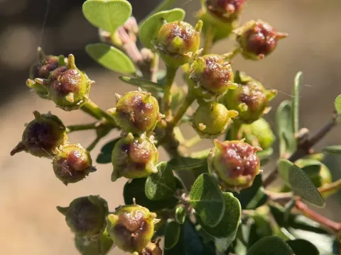 Bigpod Ceanothus
