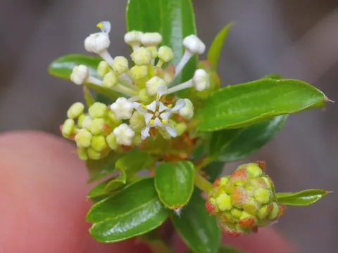 Ceanothus ovatus