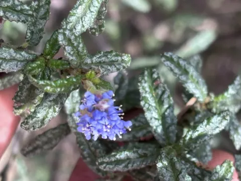 Ceanothus papillosus
