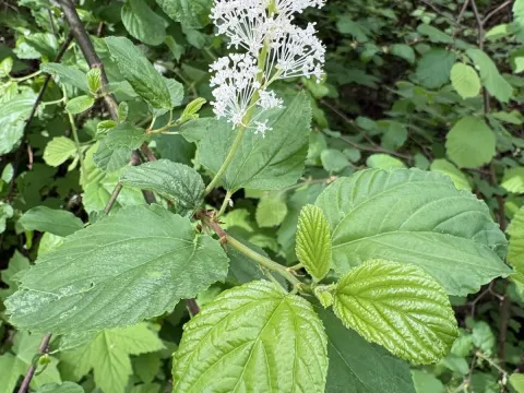 Redstem Ceanothus